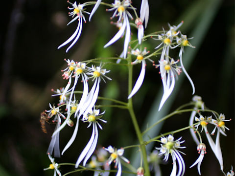 Saxifraga cortusaefolia