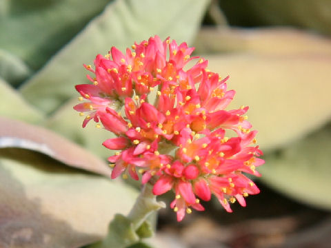 Crassula falcata