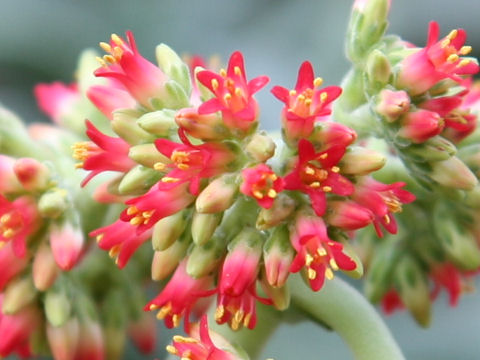 Crassula falcata