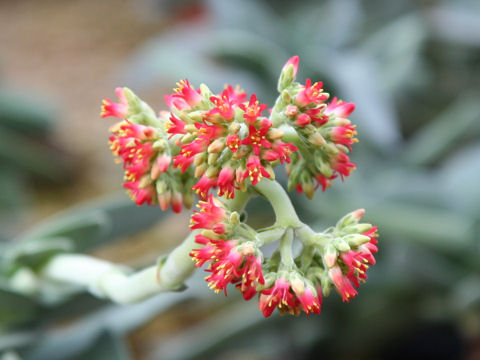 Crassula falcata