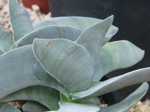 Crassula falcata