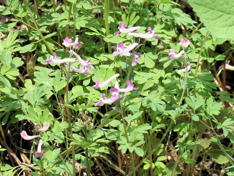 Corydalis decumbens