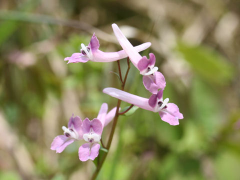 Corydalis decumbens