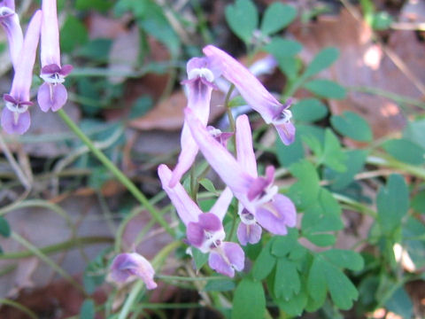 Corydalis decumbens