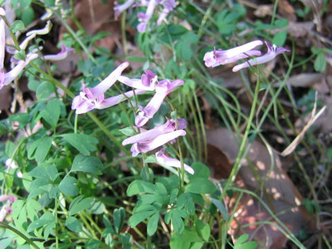 Corydalis decumbens