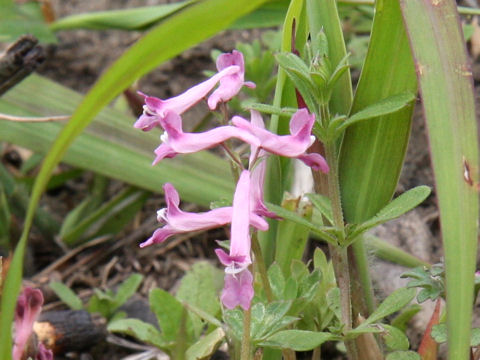 Corydalis decumbens