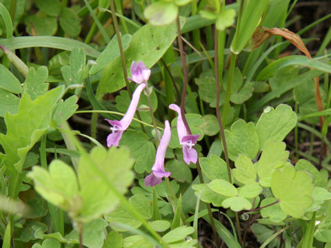 Corydalis decumbens
