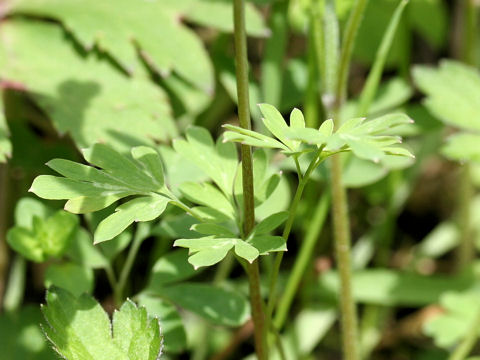 Corydalis decumbens