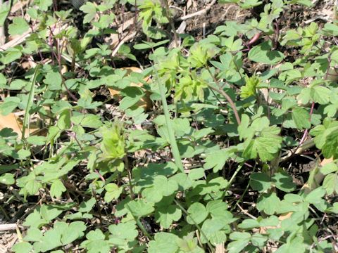 Corydalis decumbens