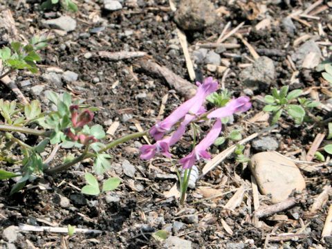 Corydalis decumbens