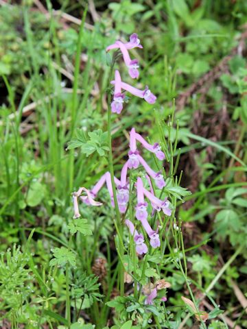 Corydalis decumbens