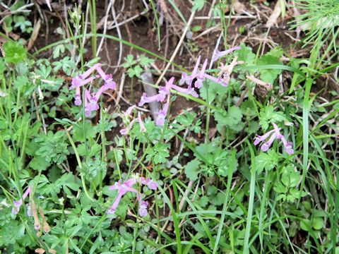 Corydalis decumbens