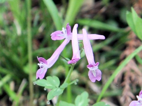 Corydalis decumbens