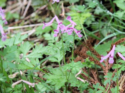 Corydalis decumbens