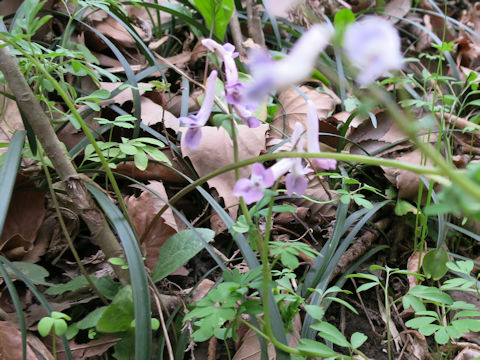 Corydalis decumbens