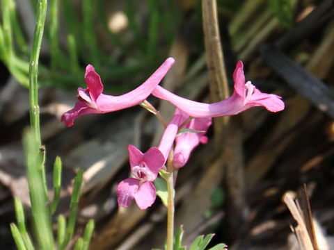 Corydalis decumbens