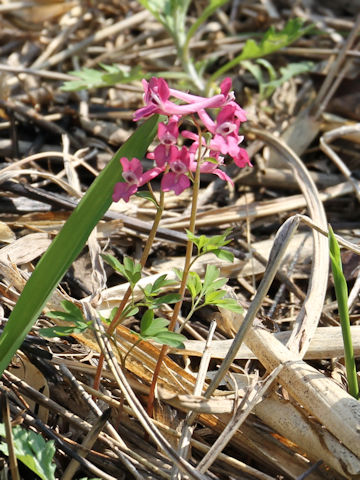 Corydalis decumbens