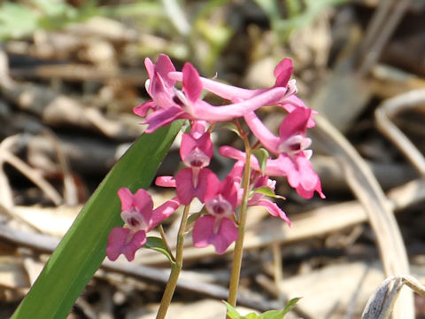 Corydalis decumbens
