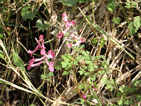 Corydalis decumbens