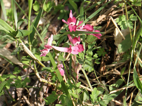 Corydalis decumbens