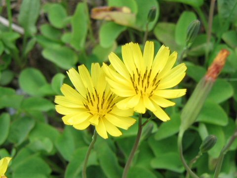 Ixeris stolonifera