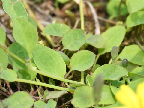 Ixeris stolonifera