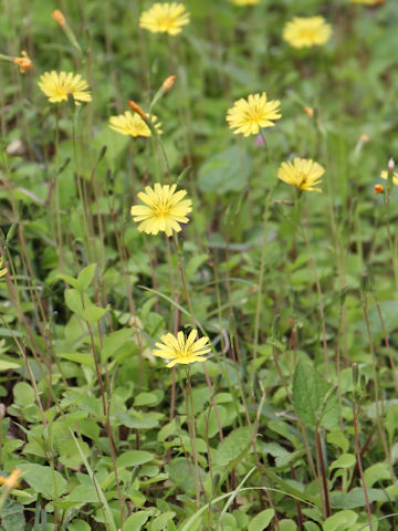 Ixeris stolonifera