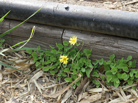 Ixeris stolonifera