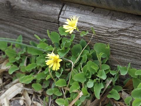 Ixeris stolonifera