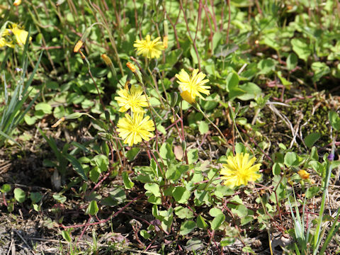 Ixeris stolonifera