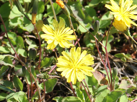 Ixeris stolonifera