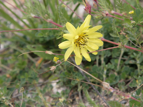 Ixeris stolonifera