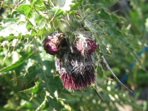 Cirsium okamotoi