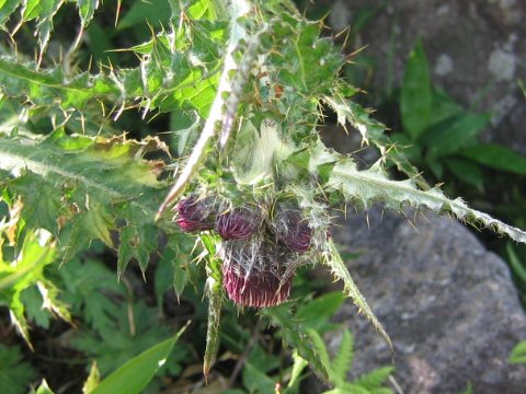 Cirsium okamotoi