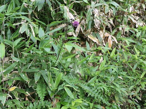 Cirsium okamotoi