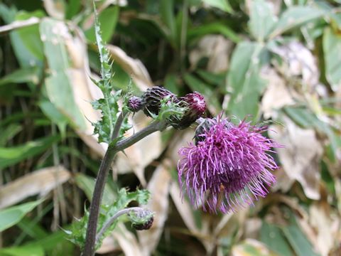 Cirsium okamotoi