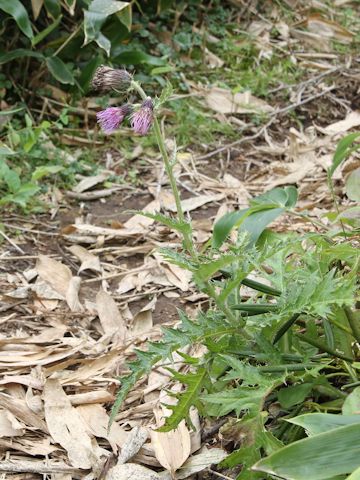 Cirsium okamotoi