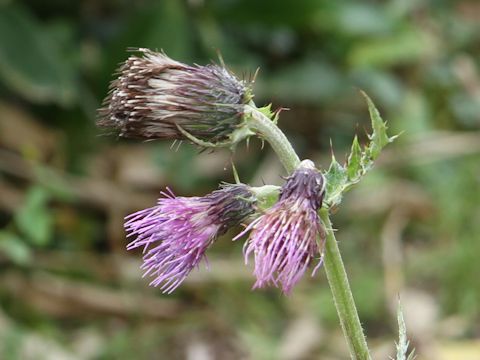 Cirsium okamotoi