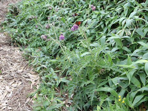 Cirsium okamotoi