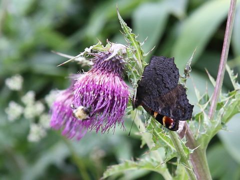 Cirsium okamotoi