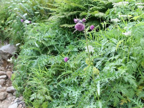 Cirsium okamotoi