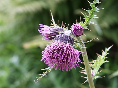 Cirsium okamotoi