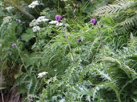 Cirsium okamotoi