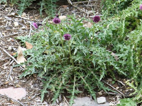 Cirsium okamotoi