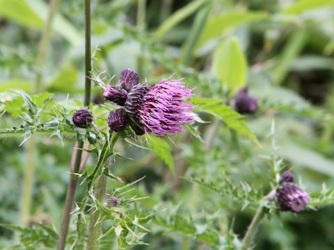 Cirsium okamotoi