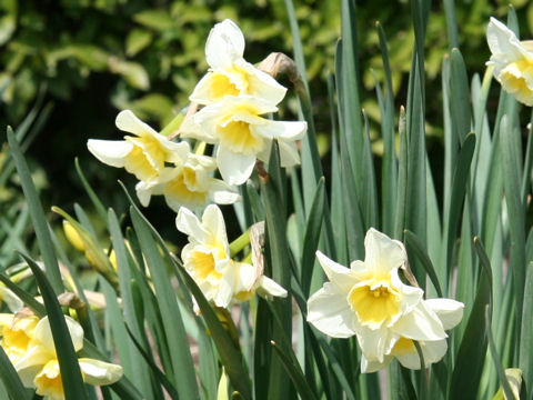 Narcissus jonquilla cv. Sugarbush