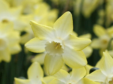 Narcissus jonquilla cv. Pipit