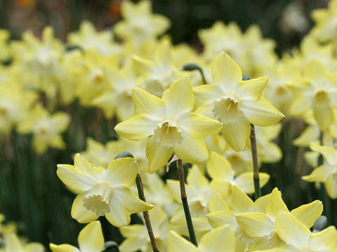 Narcissus jonquilla cv. Pipit