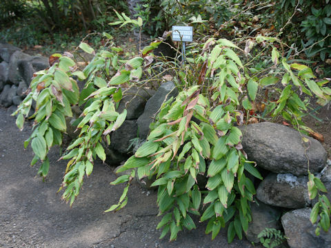 Tricyrtis macrantha