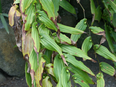 Tricyrtis macrantha